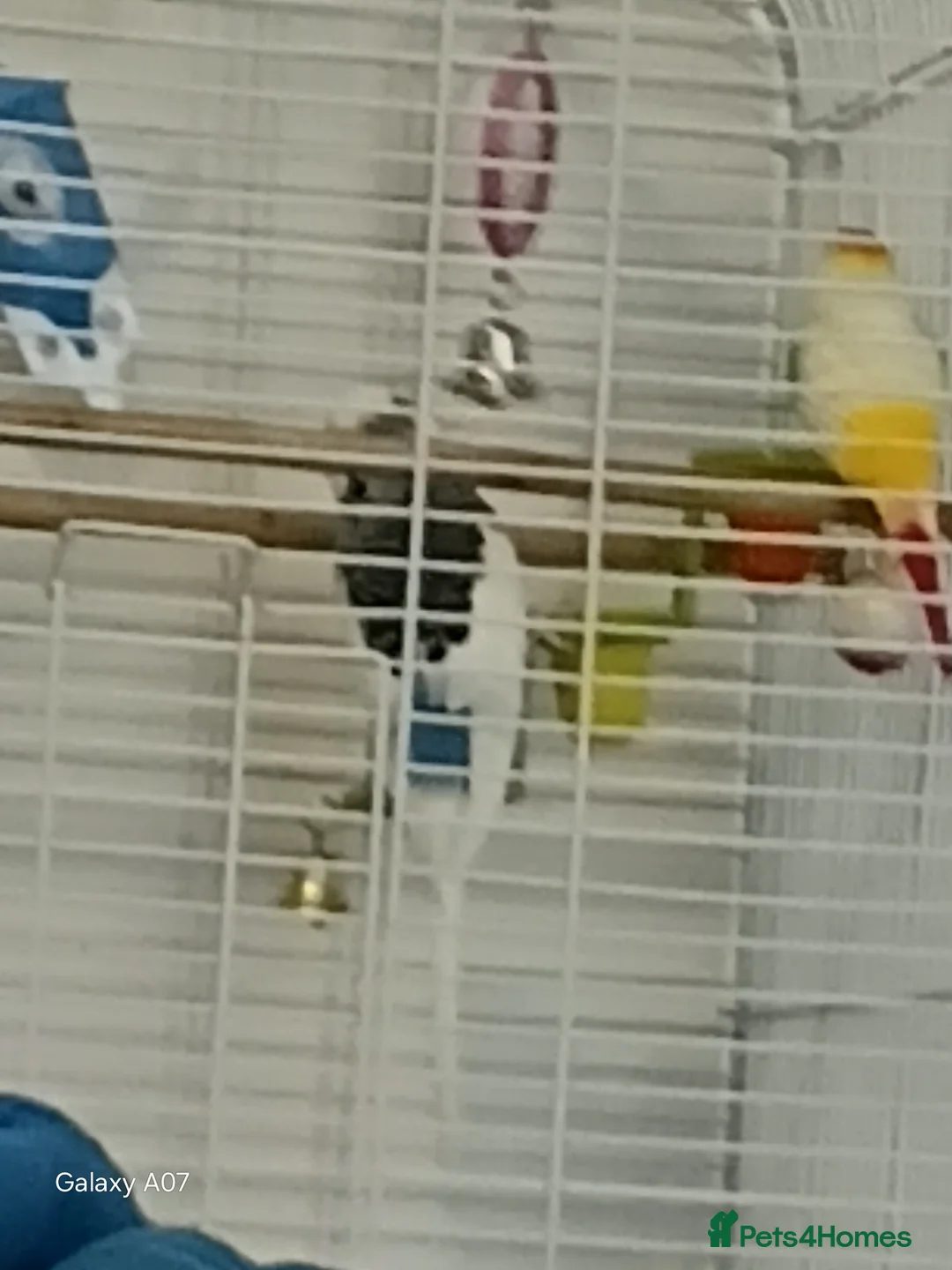 Budgerigars birds for sale: Bird  - Advert 2