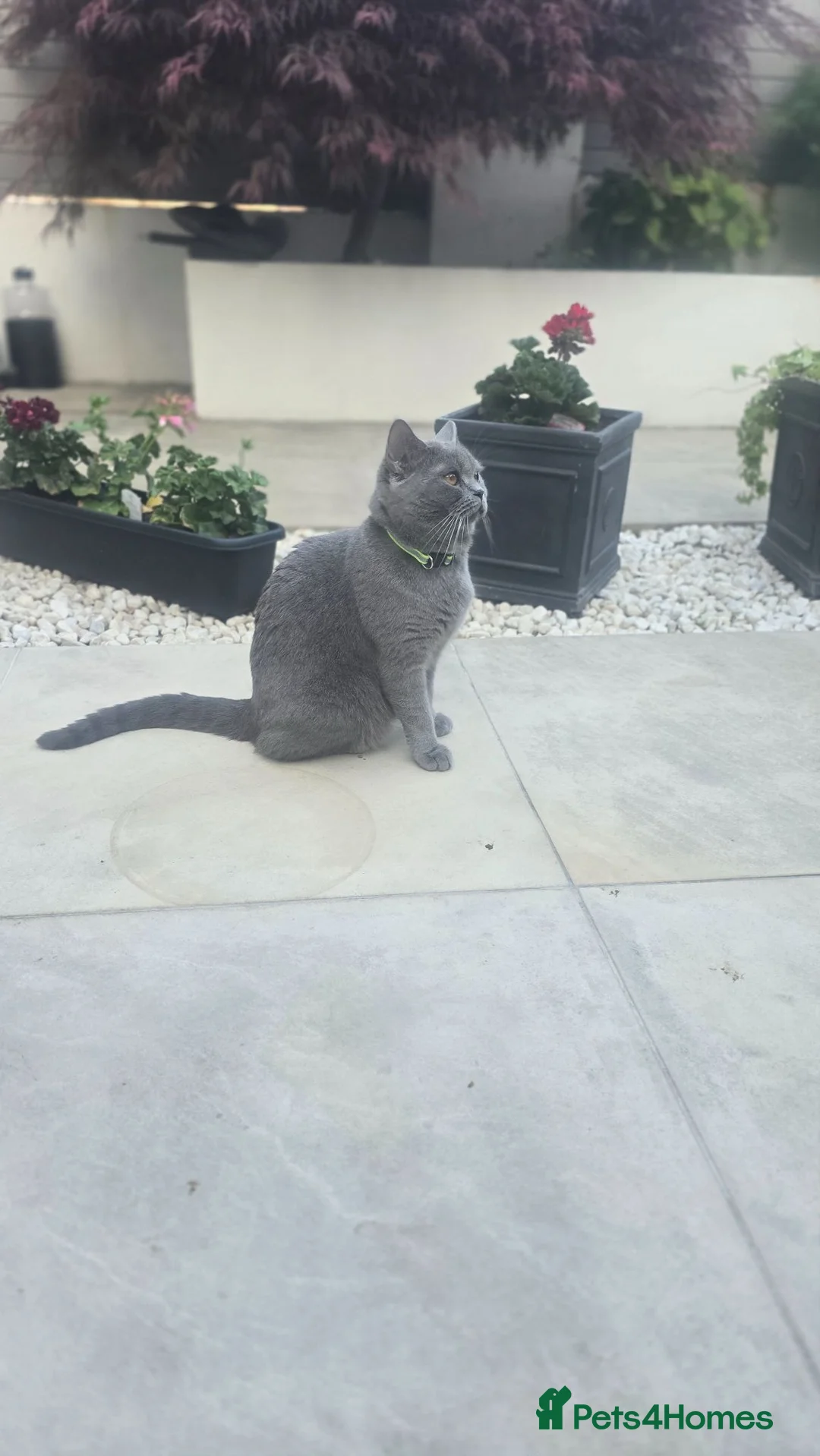 British Shorthair cats for sale: Kitten - Advert 7