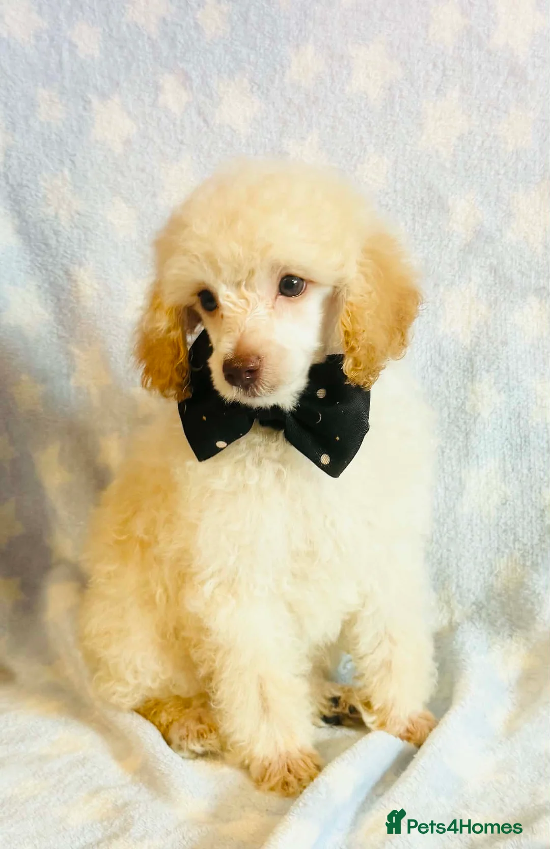 Toy Poodle dogs for sale: *REDUCED* ONLY ONE BOY AVAILABLE - Advert 15
