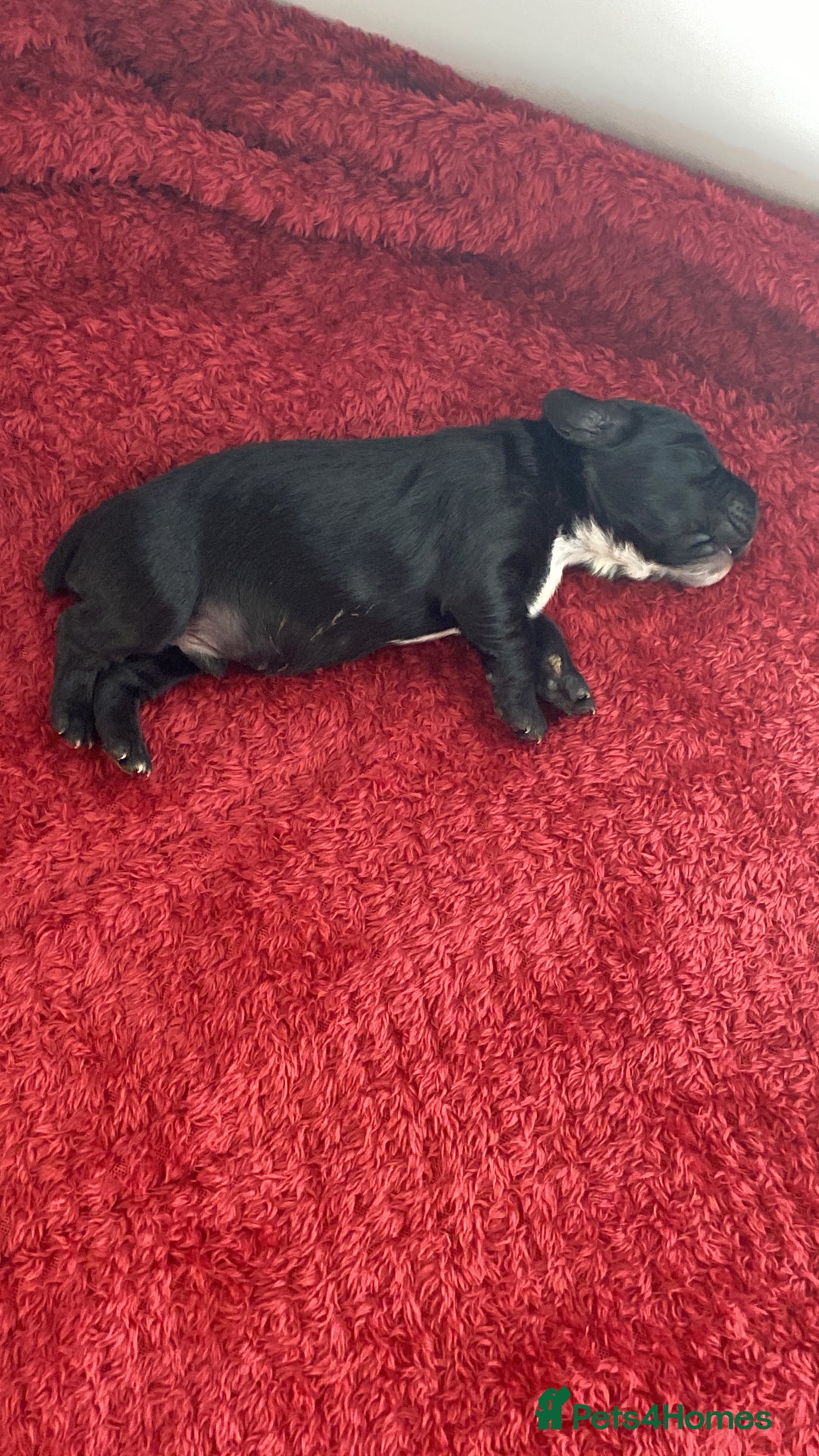 Cocker Spaniel dogs for sale: Working cocker spaniels - Image 15