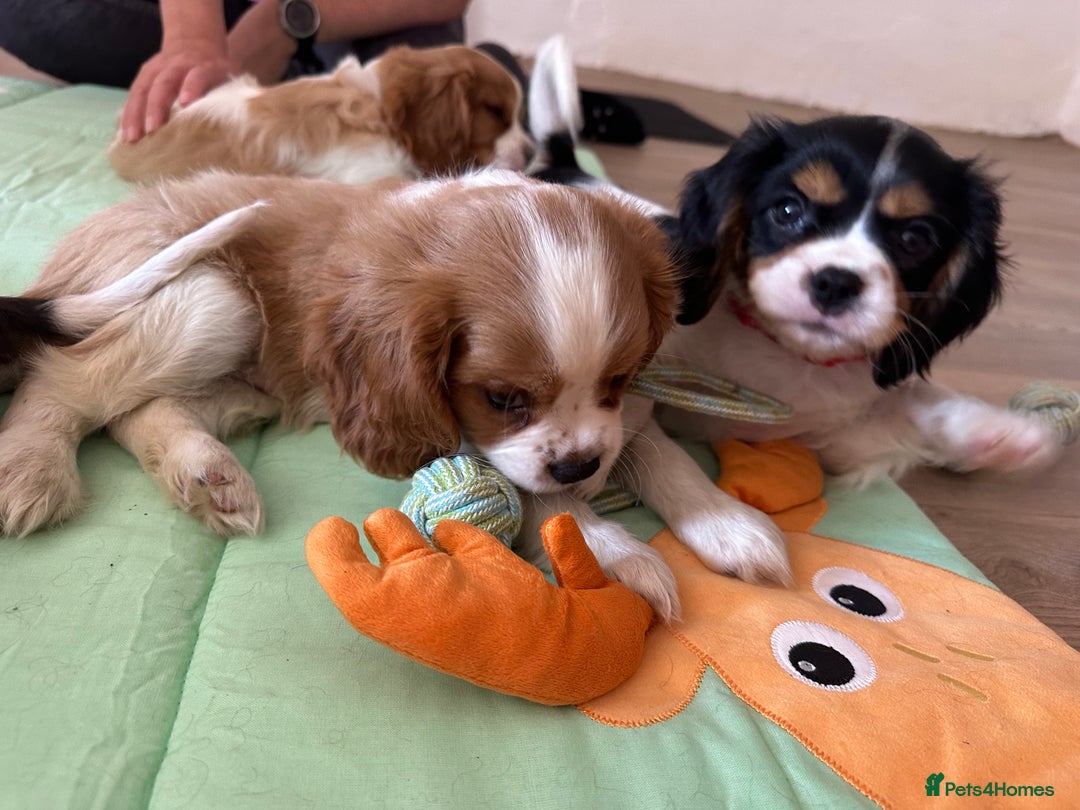 Cavalier King Charles Spaniel dogs for sale: Male KC reg & Health Tested Cavalier puppies - Image 1