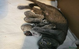 Scottish Fold cats for sale: Adorable Scottish fold silver kittens  - Image 18