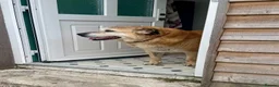 Mixed Breed dogs for adoption: ROSIE 11 yrs large gentle, kind, calm, so friendly in Llanybydder - Advert 4