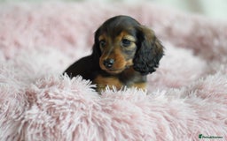 Miniature Dachshund dogs for sale: Gorgeous Longhair Miniature Dachshund Girls - Image 33