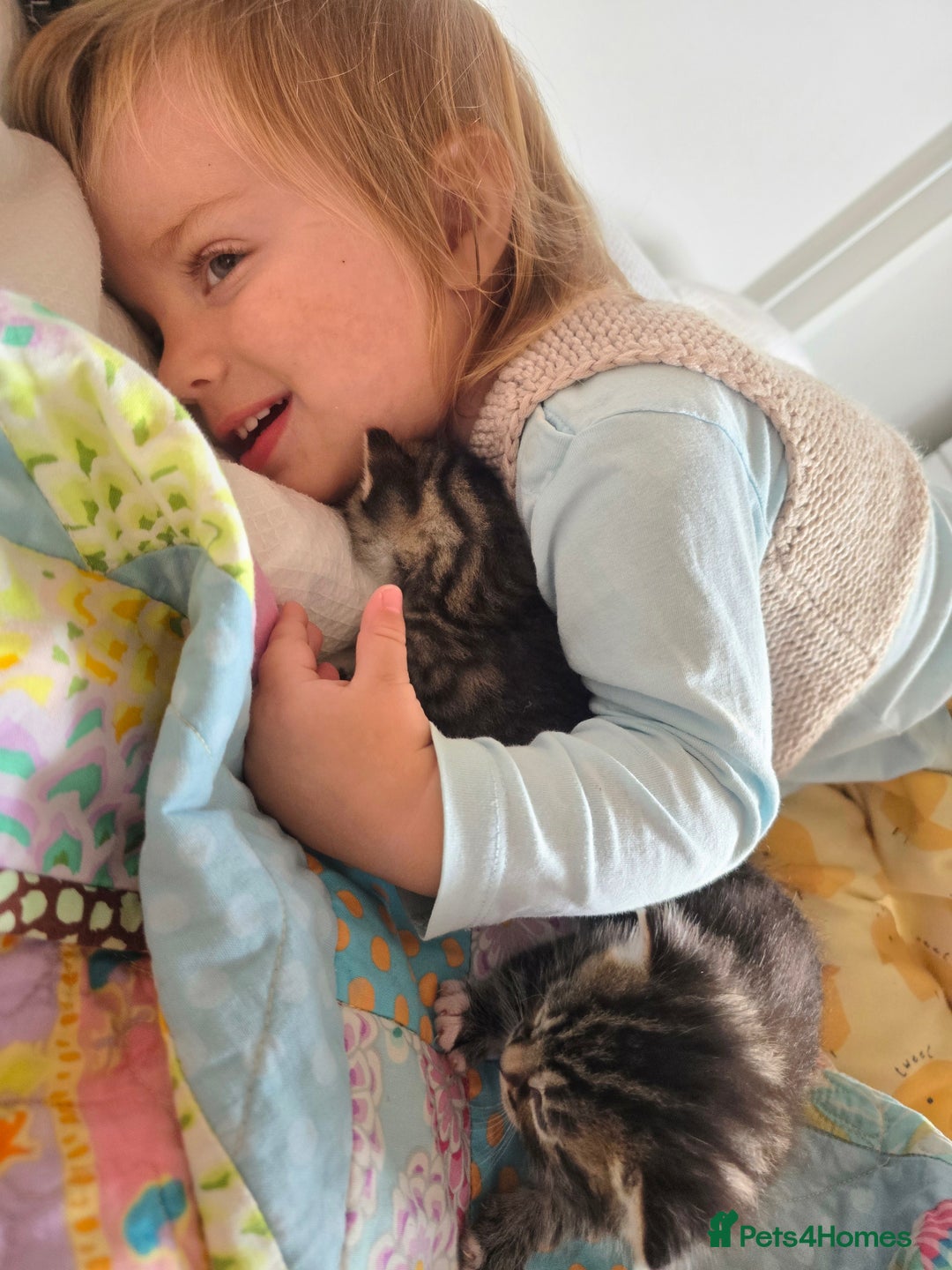 Mixed Breed cats for sale: Kittens boys mixed breed fluffy  - Image 17
