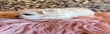Maltese 7