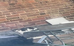 Domestic Shorthair cats for sale: Looking for a loving home and for FREE - Image 2