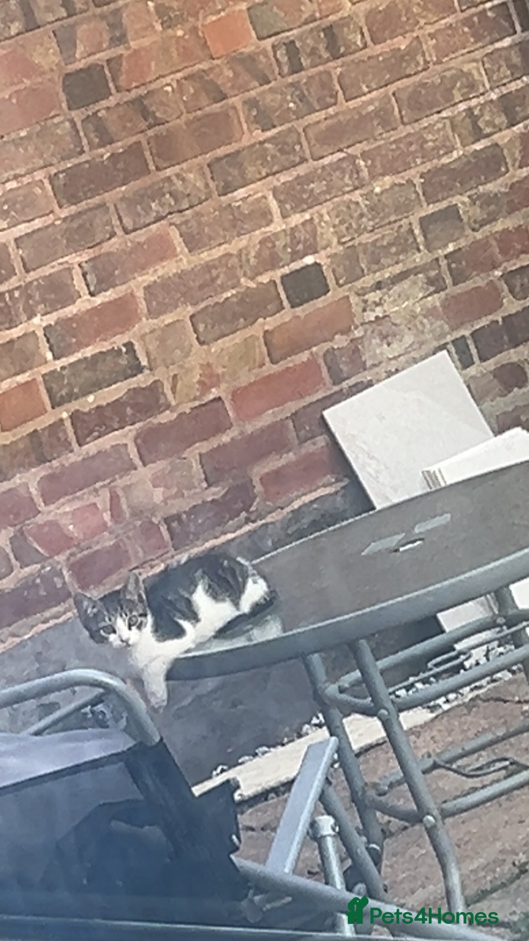 Domestic Shorthair cats for sale: Looking for a loving home and for FREE - Image 2