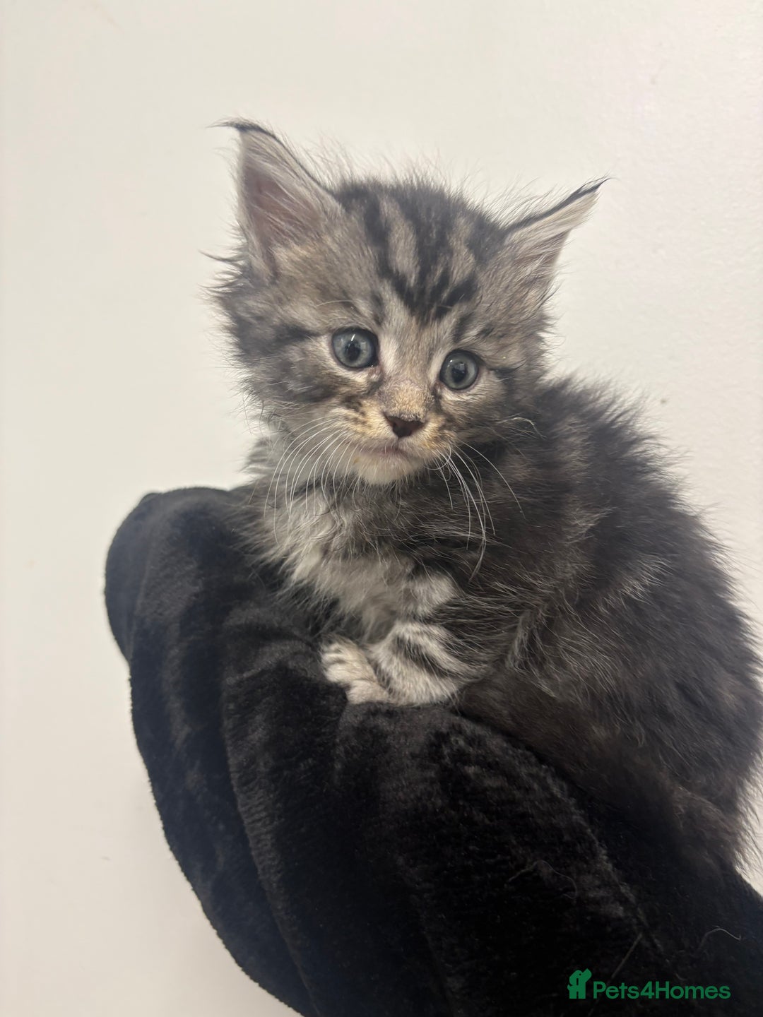 Maine Coon cats for sale: 7 adorable maincoon kittens  - Advert 11