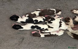 English Springer Spaniel dogs for sale: Gorgeous English Springer spaniel puppies - Image 3