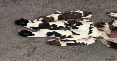 English Springer Spaniel dogs - Advert 8