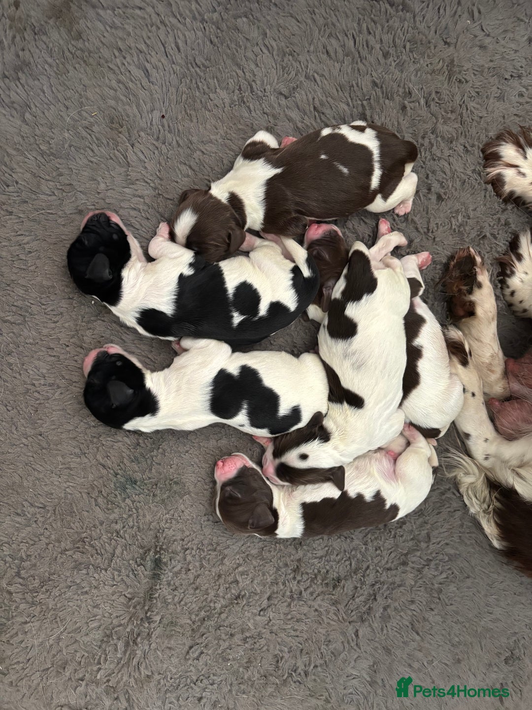 English Springer Spaniel dogs for sale: Gorgeous English Springer spaniel puppies - Image 3
