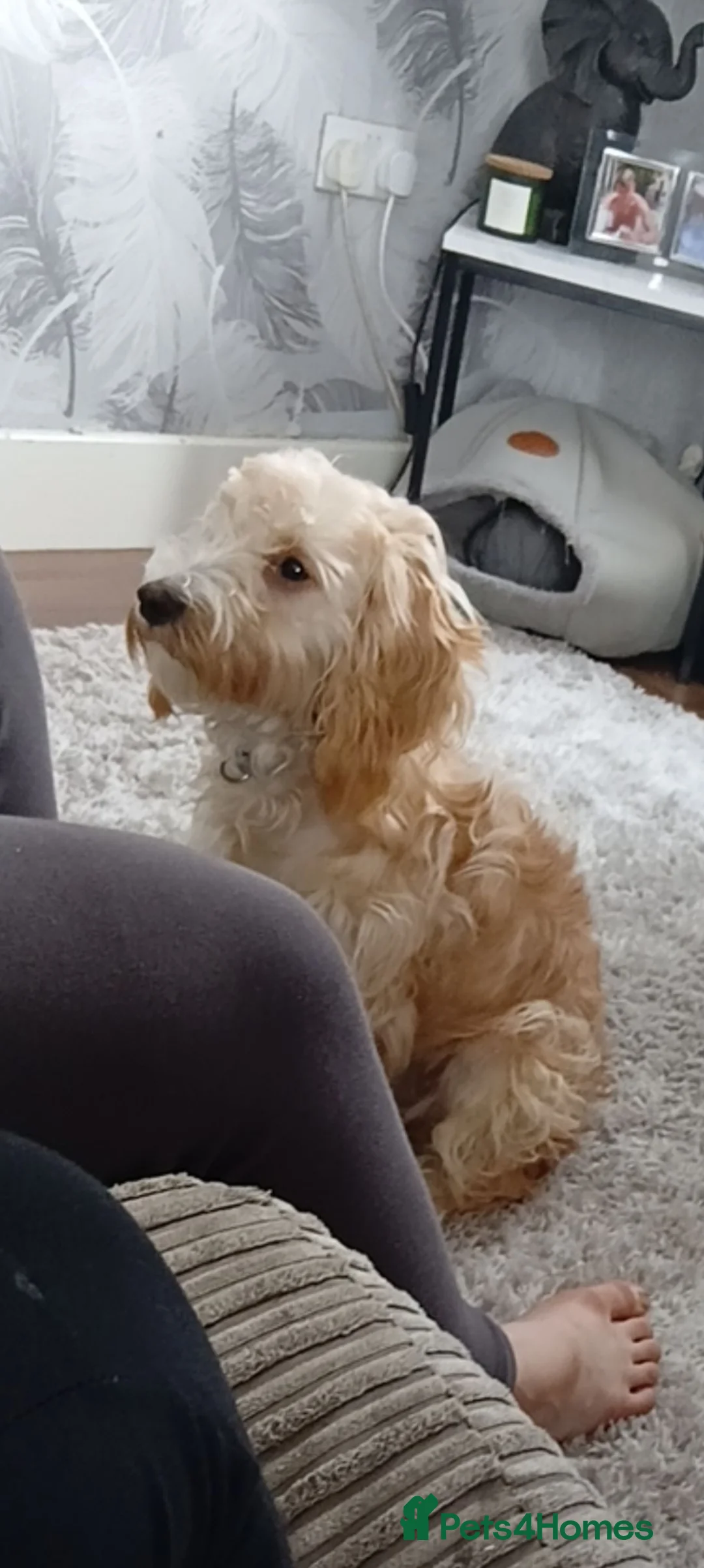 Cockapoo dogs for sale: Female red cockapoo  in Sittingbourne - Advert 2