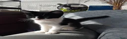 Mixed Breed cats for sale: Three 14 week old kittens  - Advert 2