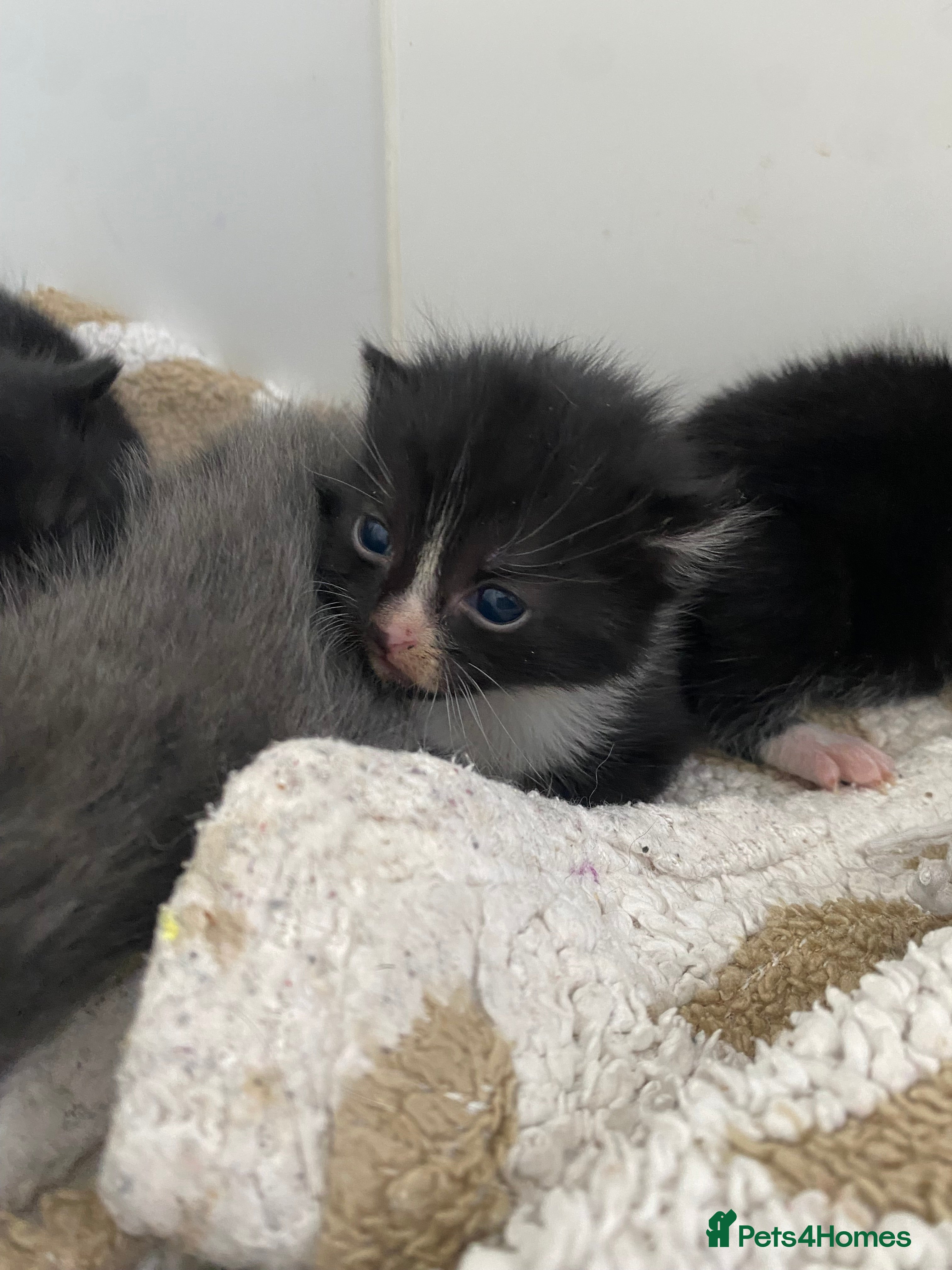 Mixed Breed cats 4 kittens ready beginning of December - Advert 17