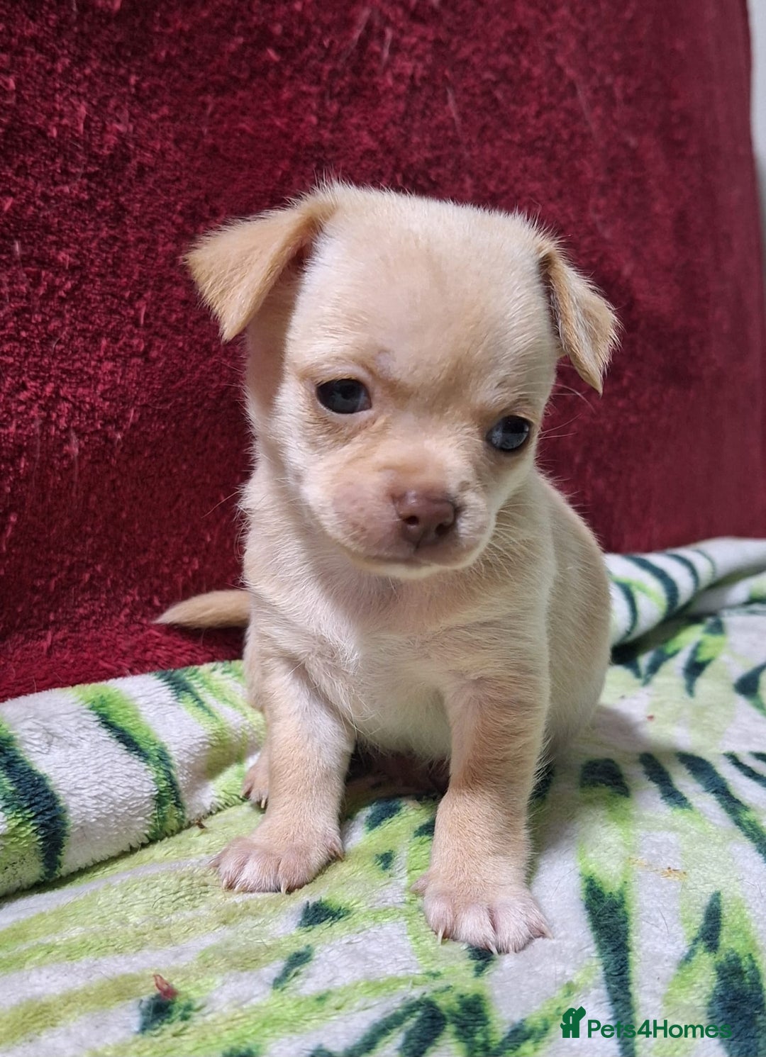Chihuahua dogs for sale: KC Chihuahua Baby Girls - Advert 10