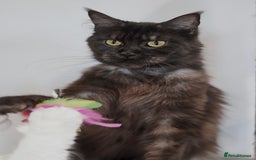 Maine Coon cats for sale: Maine coon girl finding new home - Image 2