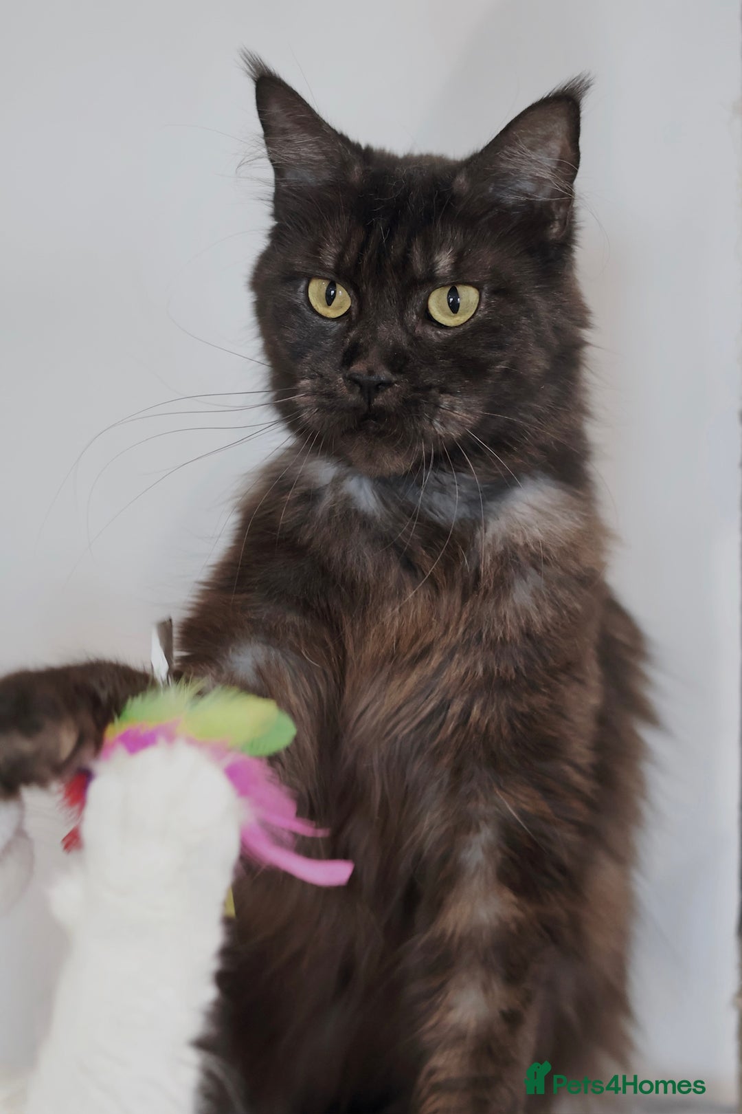 Maine Coon cats for sale: Maine coon girl finding new home - Image 2