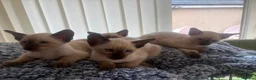 Siamese cats for sale: Siamese kittens  - Advert 3