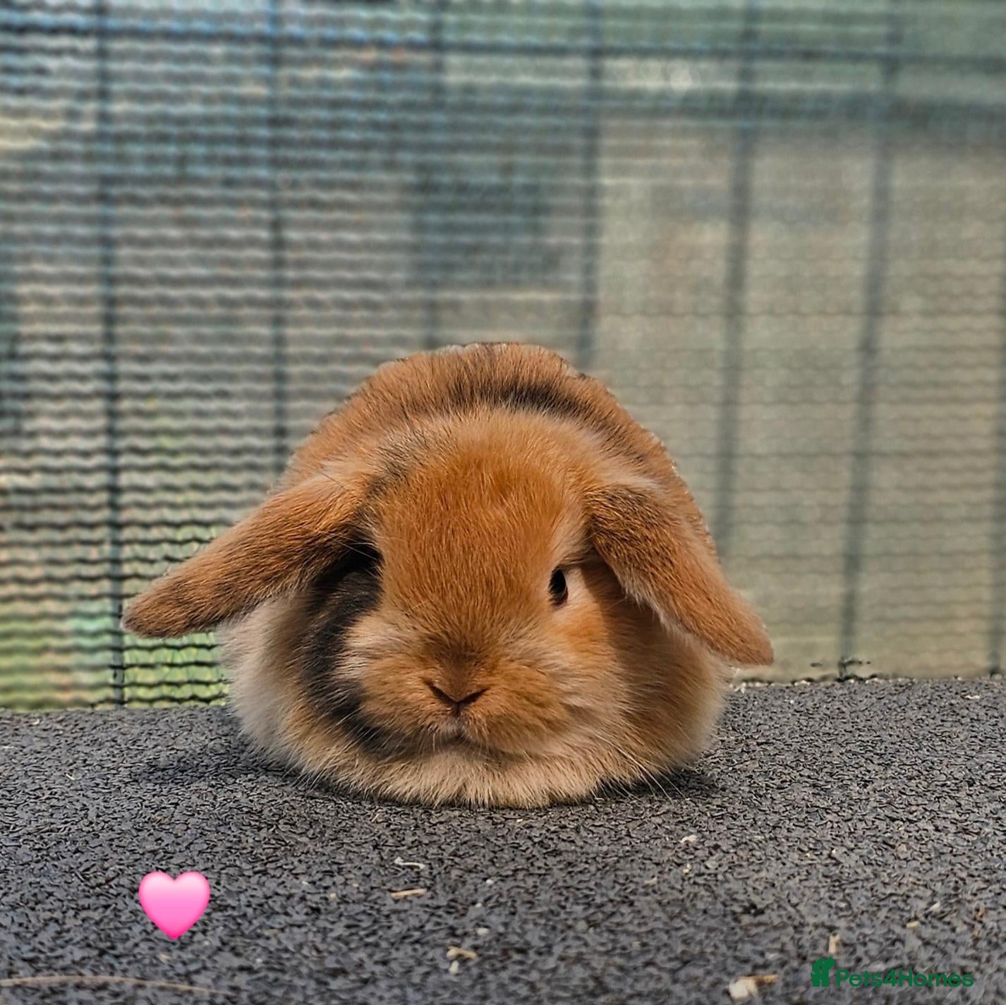 Mini Lop rabbits Vaccinated Mini Lops  - Advert 12