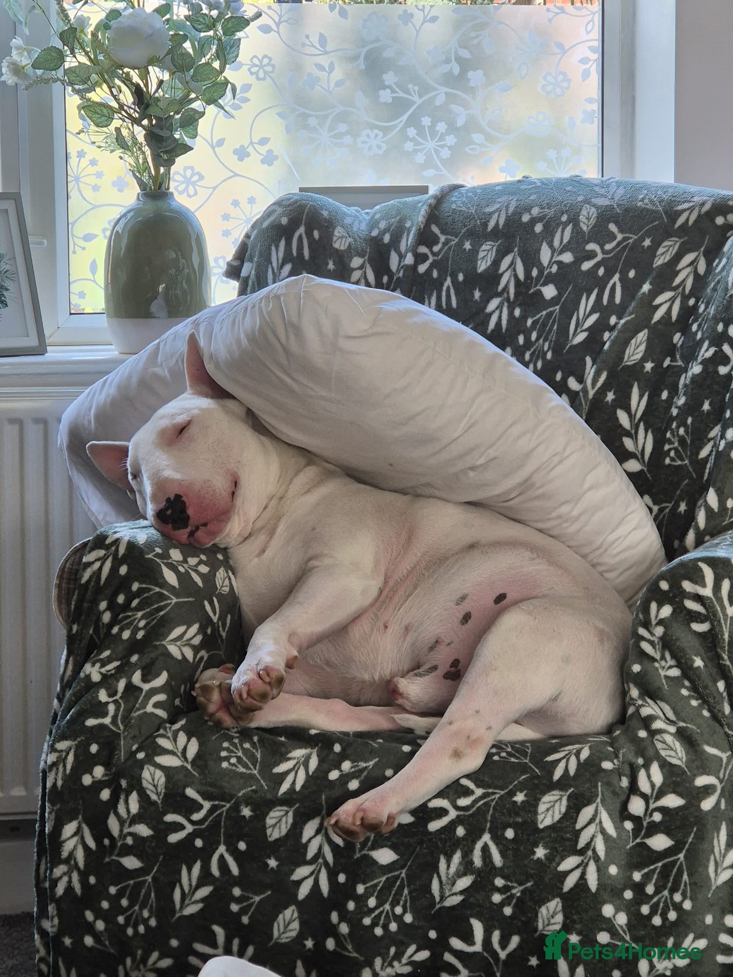 English Bull Terrier dogs Axel englishbull terrier stud - Advert 10