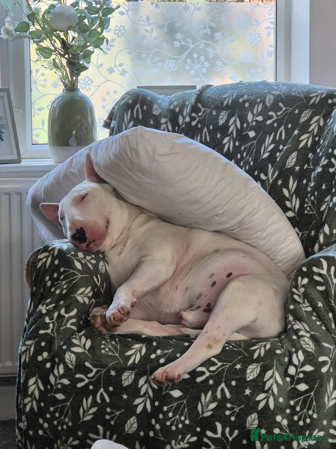 English Bull Terrier dogs for stud: Axel englishbull terrier stud - Advert 1