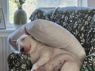 English Bull Terrier dogs Axel englishbull terrier stud - Advert 10