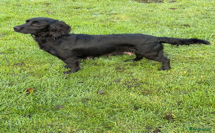 Cocker Spaniel dogs - Advert 7