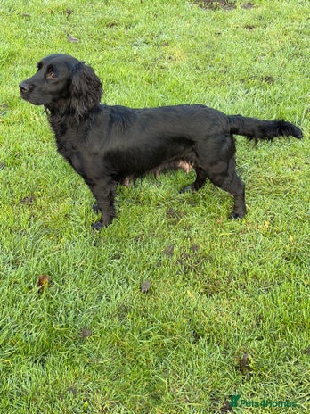 Cocker Spaniel dogs - Advert 2