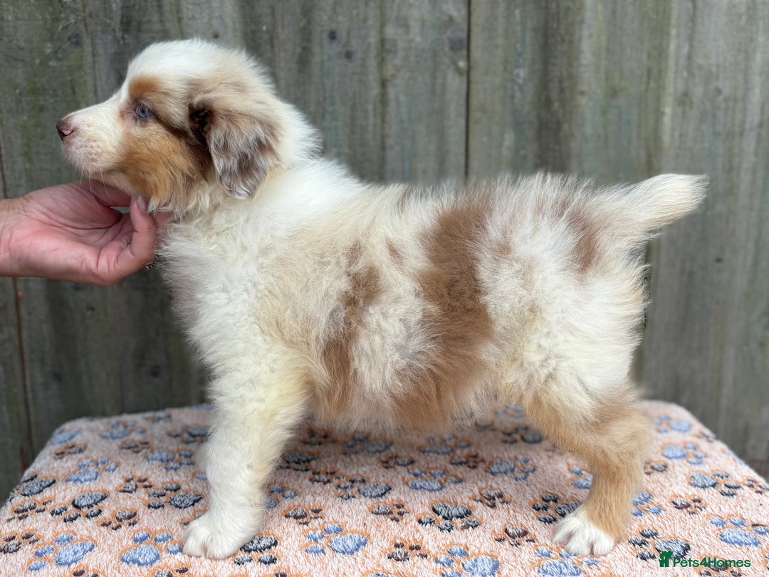 Australian Shepherd dogs for sale: Beautiful pedigree Australian Shepherd puppies - Image 4