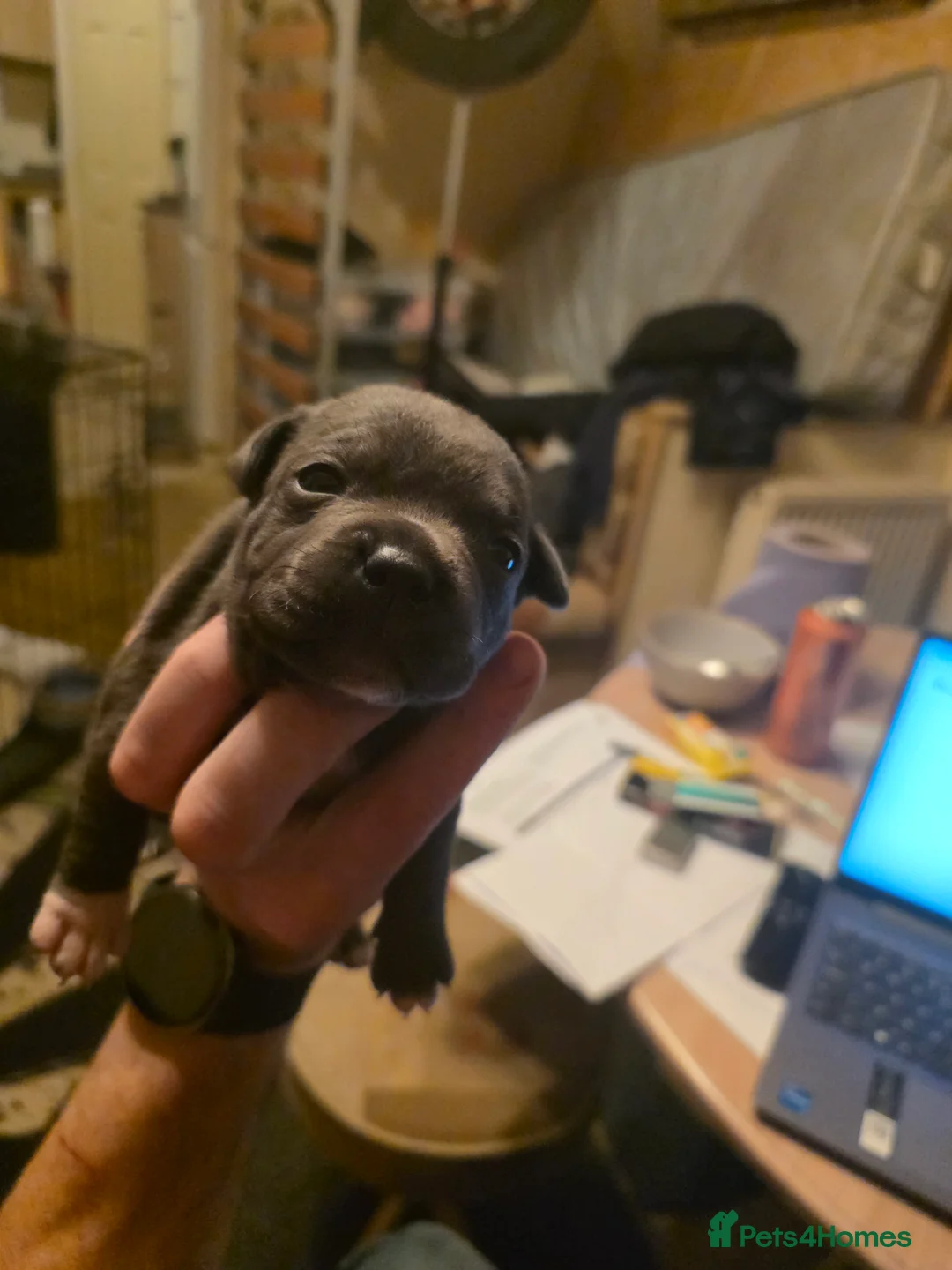 Staffordshire Bull Terrier dogs for sale: Blue Staffordshire Bull Terrier - Advert 18