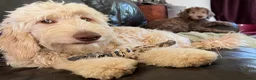 Double Doodle dogs for sale: Stunning Standard F3 Labradoodles  - Advert 5
