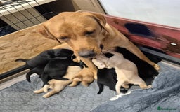 Labrador Retriever dogs for sale: Labrador puppies -1 black girl & 3 black boys left - Image 9