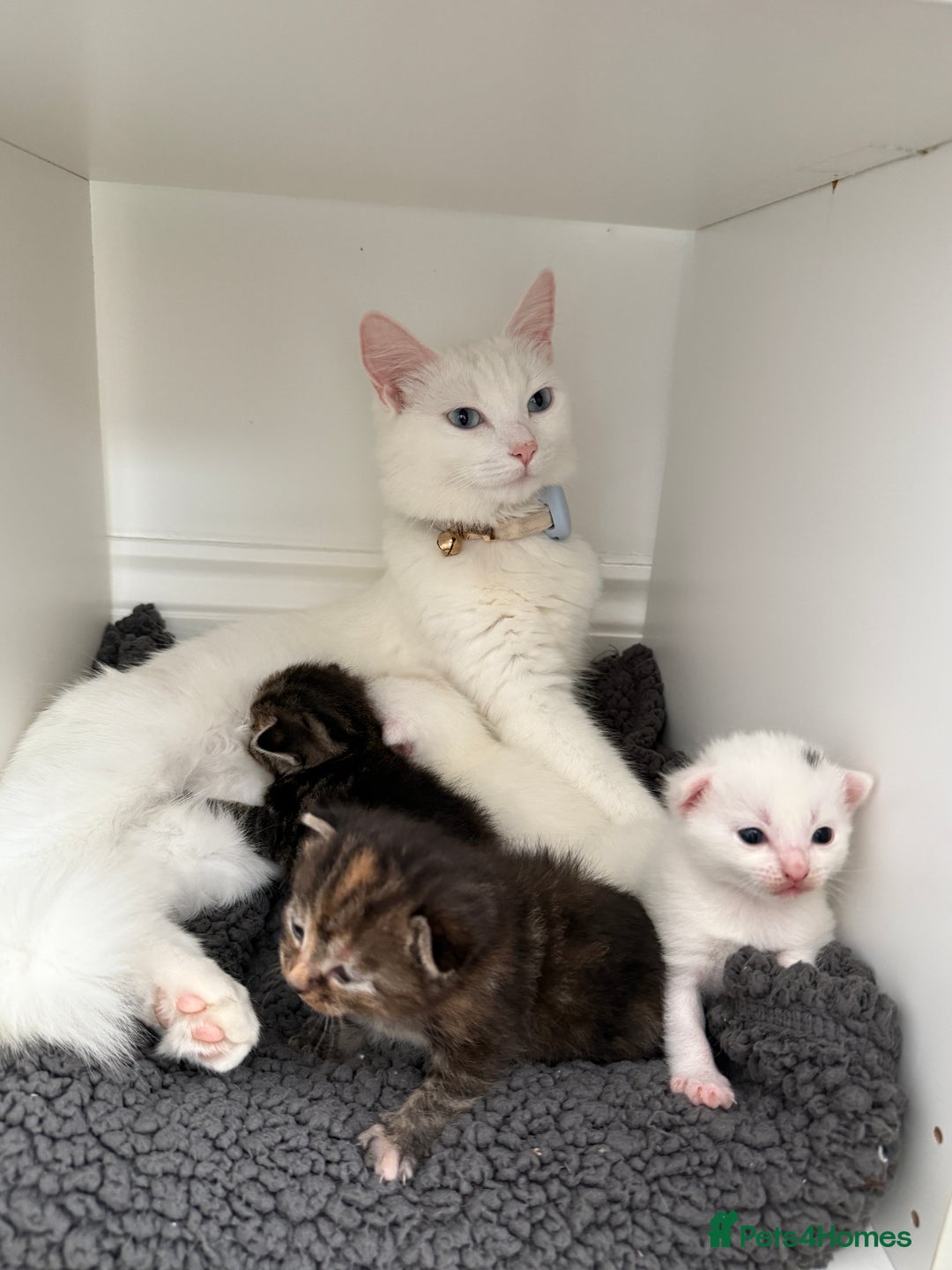 Turkish Angora cats for sale: 4 Beautiful Turkish Angora Mix Kittens - Image 10