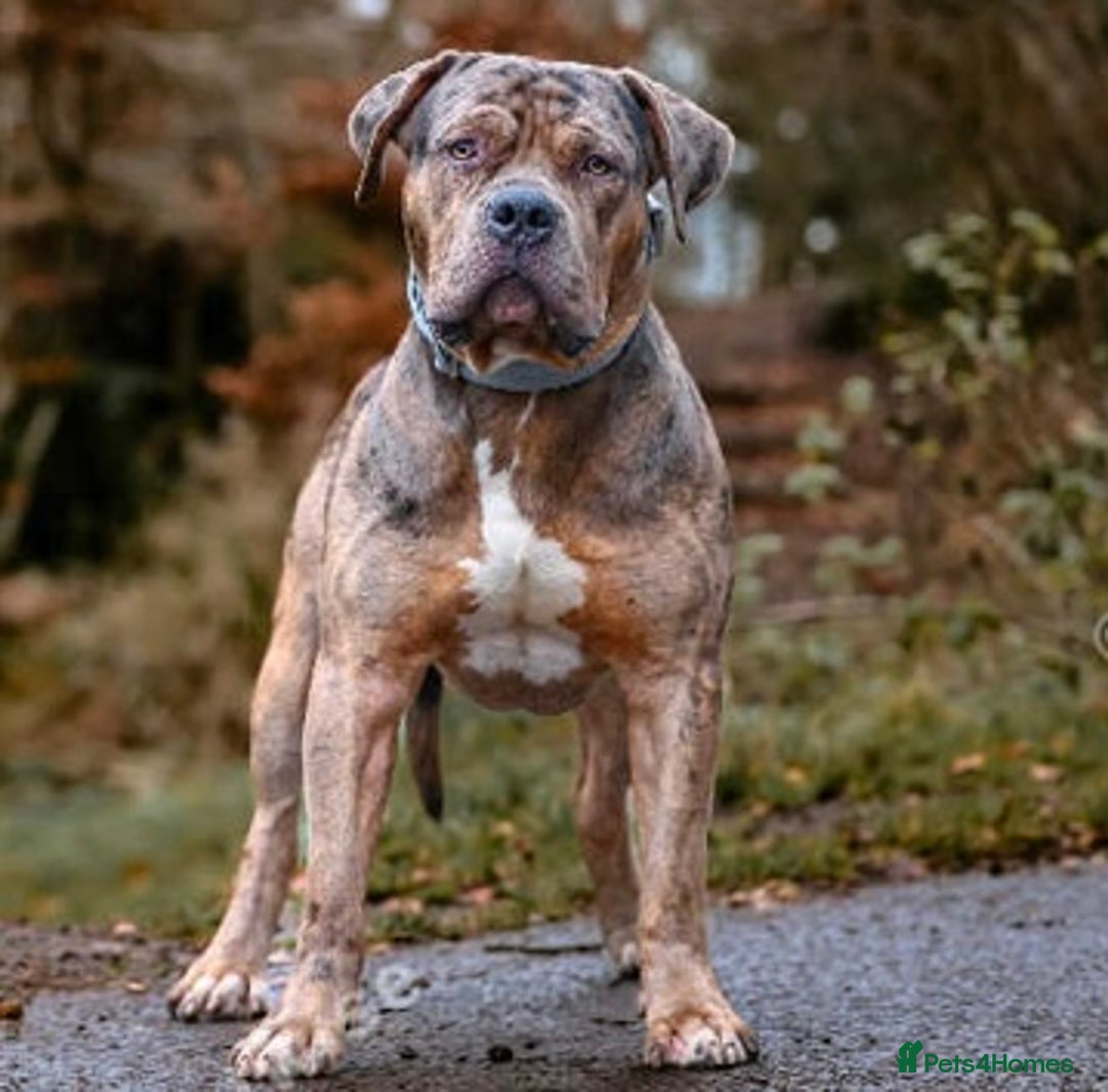 American Bulldog dogs for sale: Jhonson American Bulldog Merle Male (Kayos)  - Image 17
