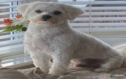 Mixed Breed dogs for sale: Toby  - Image 8