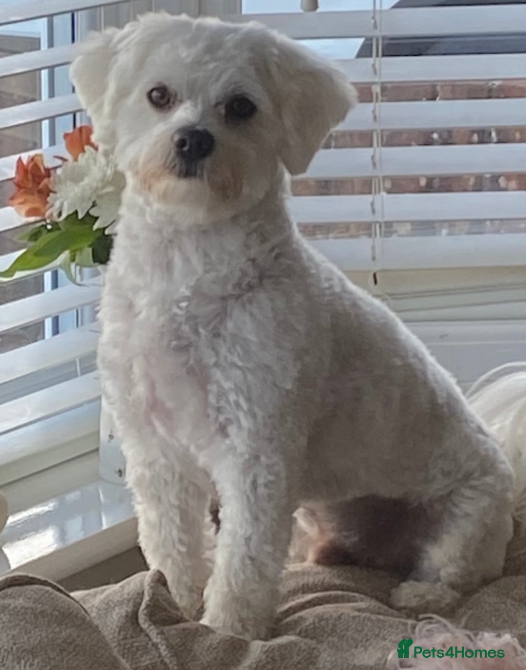 Mixed Breed dogs for sale: Toby  - Image 8