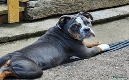 Olde English Bulldogge dogs for sale: 7 months Olde English bulldogge - Image 6