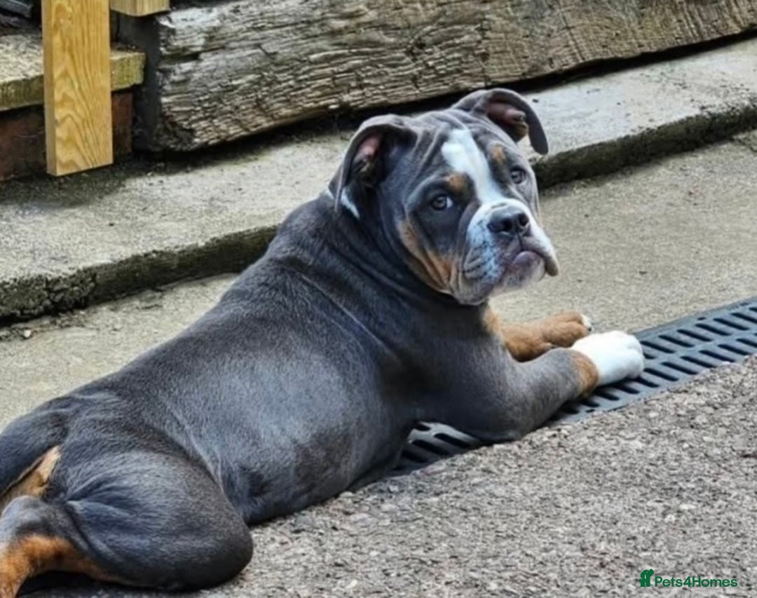Olde English Bulldogge dogs for sale: 7 months Olde English bulldogge - Image 6
