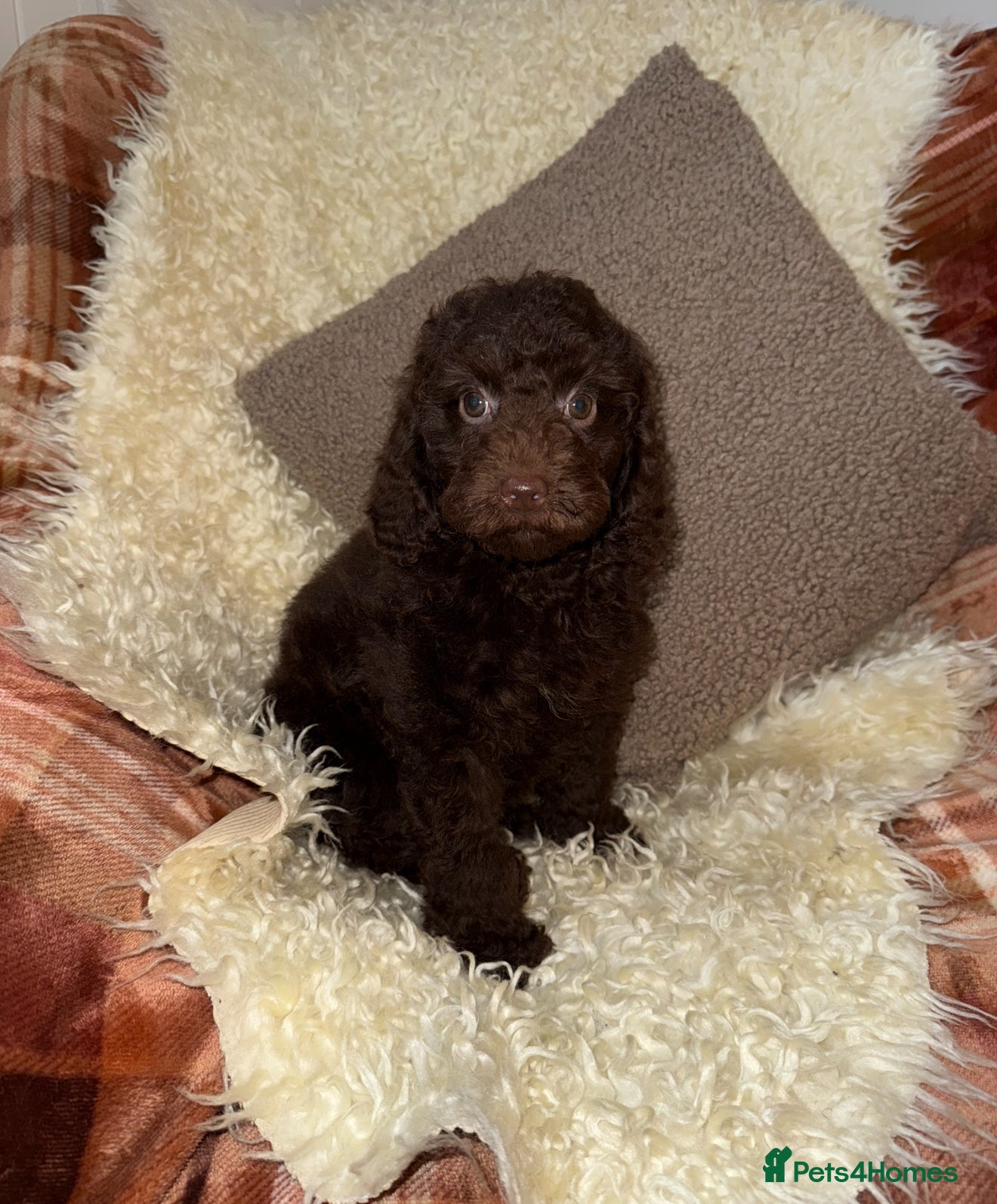 Miniature Poodle dogs 🩷🩷Stunning Chocolate Miniature Poodles🩷🩷 - Advert 9