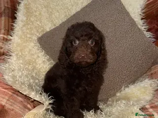 Miniature Poodle dogs 🩷🩷Stunning Chocolate Miniature Poodles🩷🩷 - Advert 9