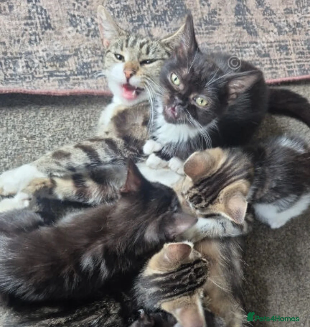 Mixed Breed cats for sale: Kittens ready for new homes now  - Advert 7