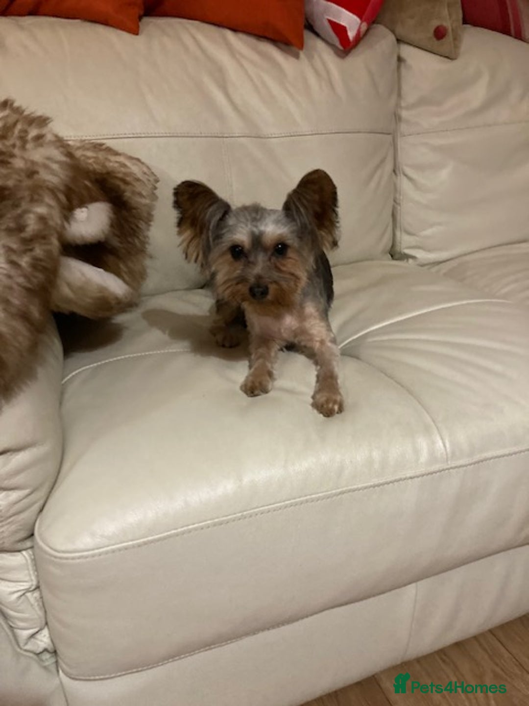 Yorkshire Terrier dogs for sale: Maxi  - Advert 3
