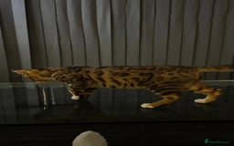Bengal cats for sale: Half Bengal For Sale - Image 4