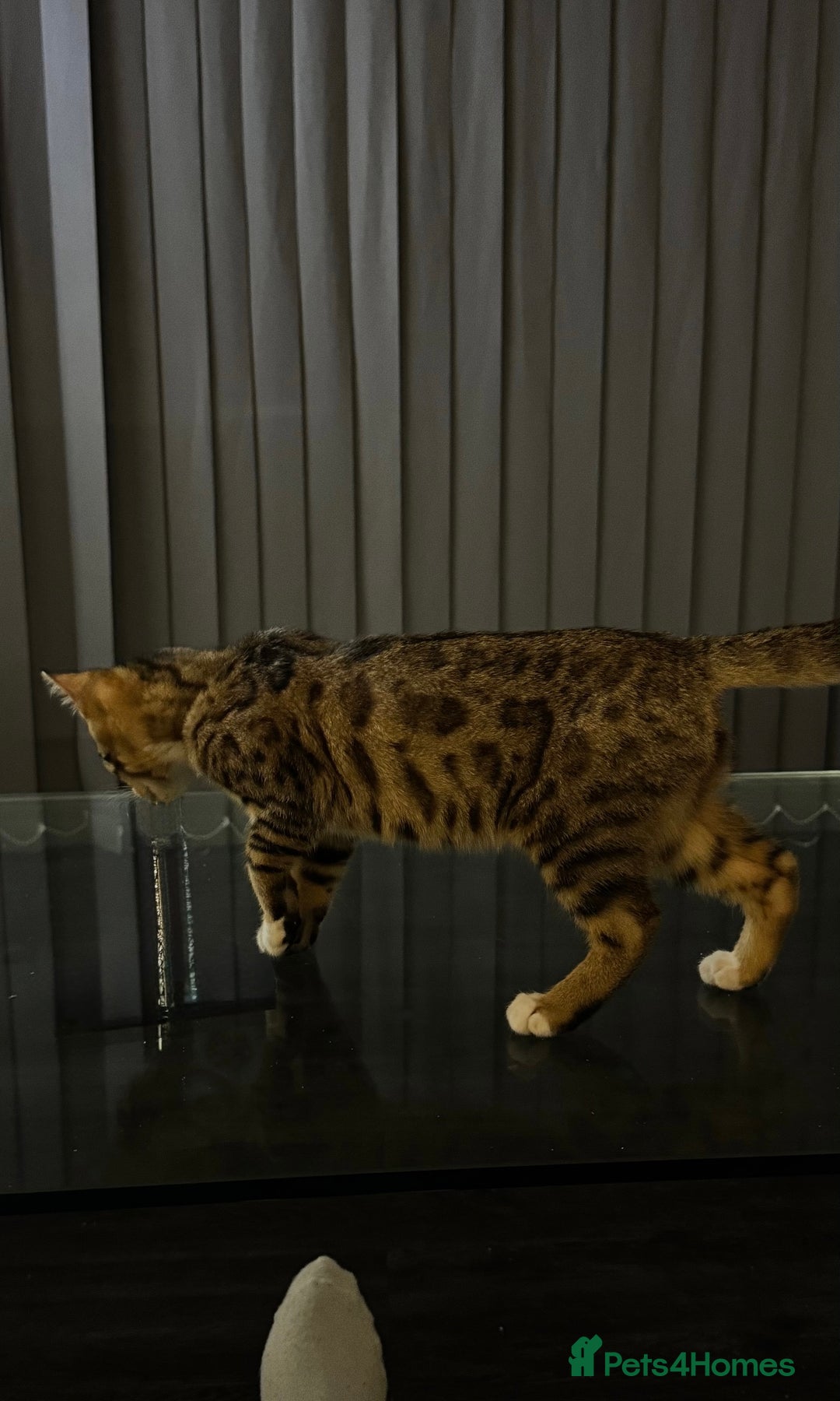 Bengal cats for sale: Half Bengal For Sale - Image 4