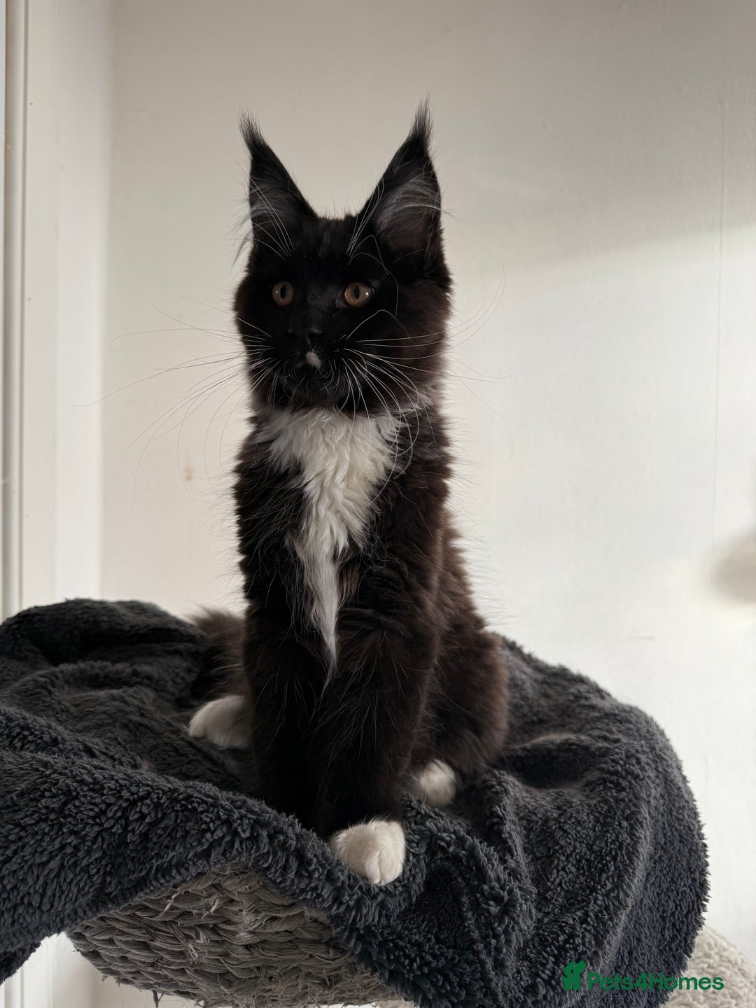 Maine Coon cats for sale: 🐾 last Maine Coon Boy Still Available 🐾 - Advert 13