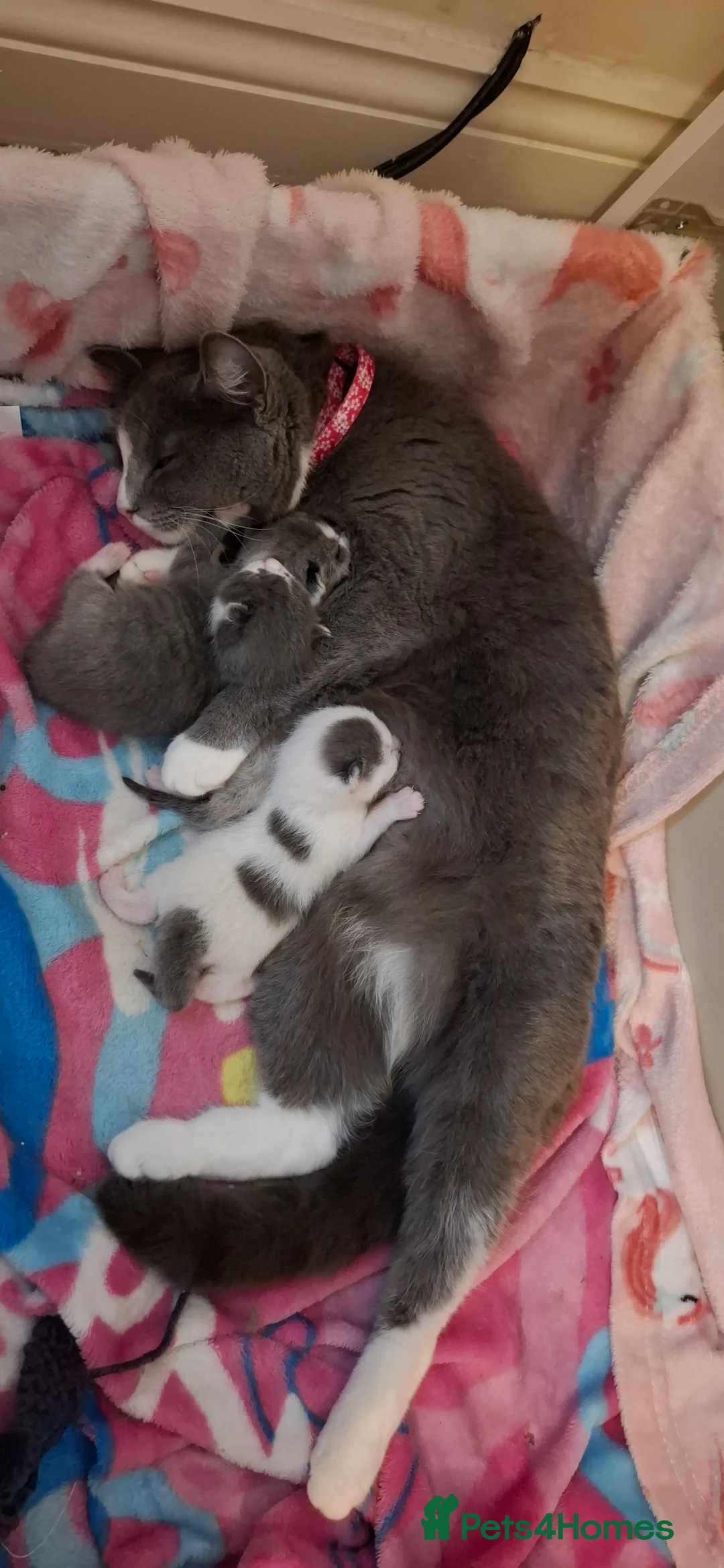 Mixed Breed cats for sale: Mixed kitten looking for its forever home in Calne - Advert 2