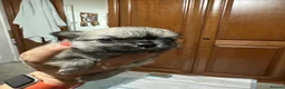 Chihuahua dogs for sale: Beautiful long-haired chihuahuas  - Advert 21