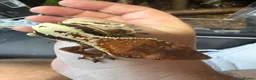 Gecko reptiles for sale: Various crested geckos for sale  - Advert 13