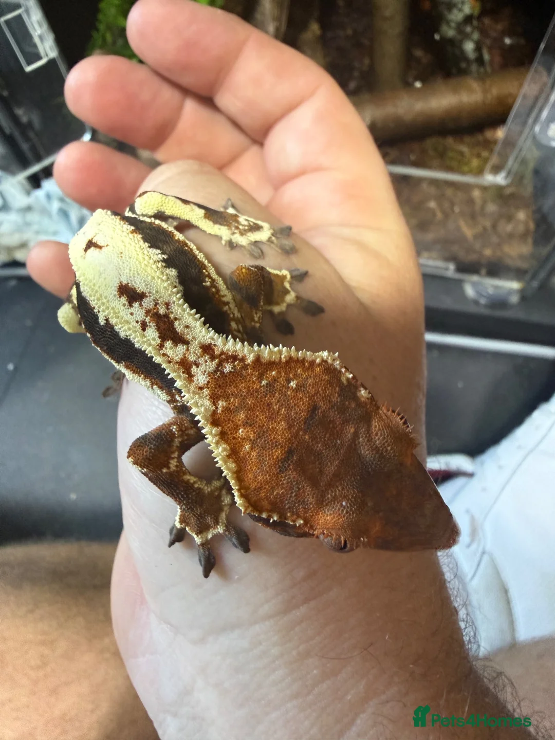 Gecko reptiles for sale: Frappuccino  - Advert 2